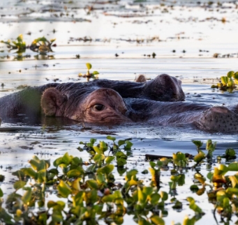 Hippo in the Mongena Dam