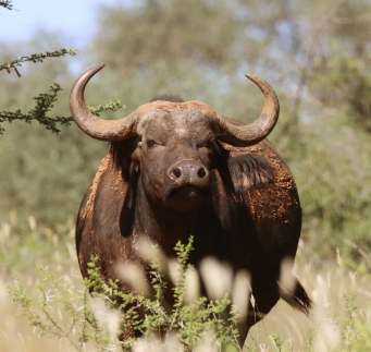 Buffalo in Dinokeng Game Reserve