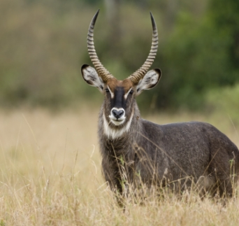 Waterbuck